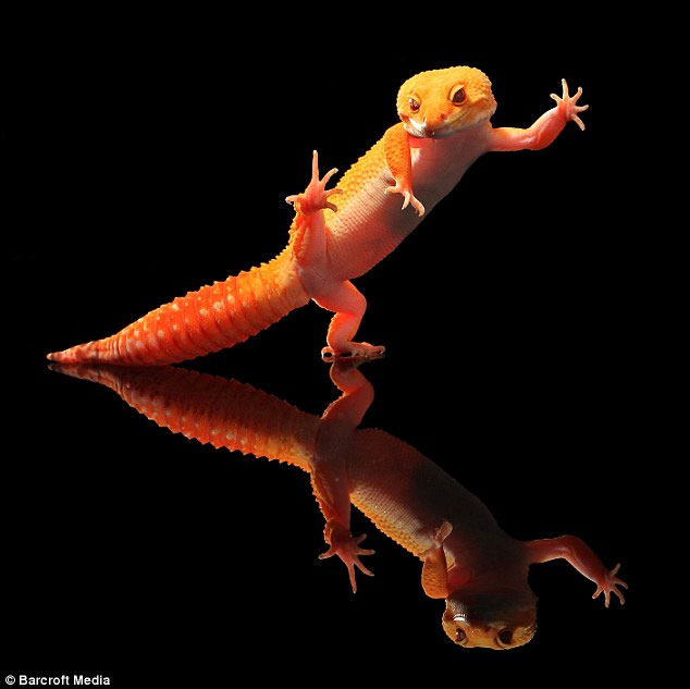 Beautiful photo: Gecko disco dance