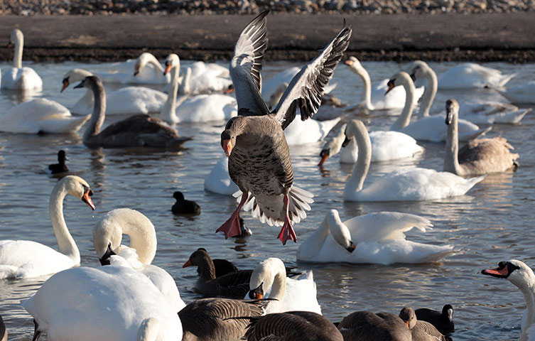 Beautiful photo: Geese swim with swans