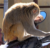 Beautiful photo: Monkey knows how to mirror a mirror