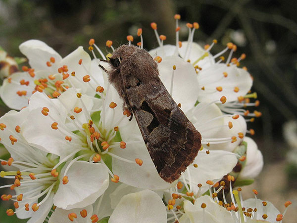 Beautiful photo: Moths perched on white flowers