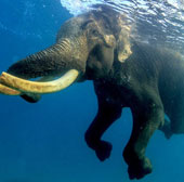 Beautiful photo: 'Mr.' 63-year-old elephant swims under the sea
