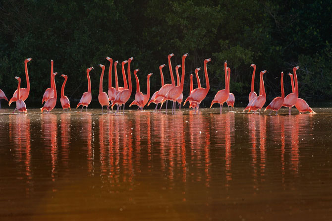 Beautiful photo of flamingos
