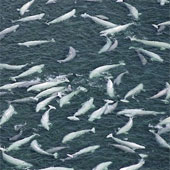 Beautiful photo of white whale hunting cod and squid