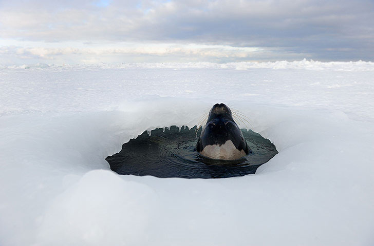 Beautiful photo: Seals popped up the surface of the pit with tan