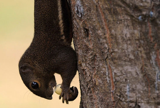 Beautiful photo: Squirrel eating chestnuts while hanging upside down