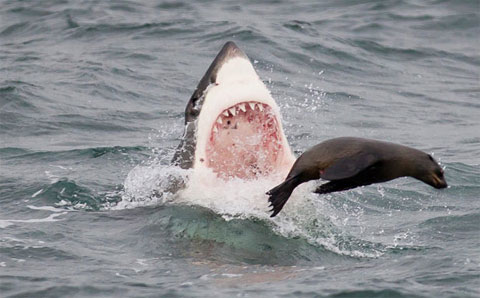 Beautiful photo: The hunting spirit of ocean assassins
