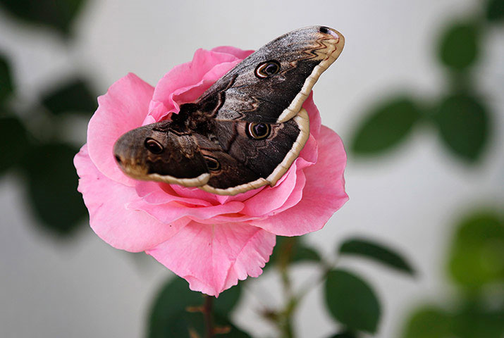 Beautiful photo: The sleeping butterfly on the rose
