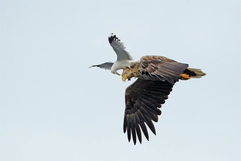 Beautiful photo: The war of gulls