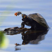 Beautiful photos: Bees suck tears from turtles