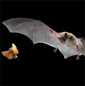 Beautiful photos: Brown bats hunt moths