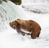 Beautiful photos: Brown bears catch salmon swimming upstream
