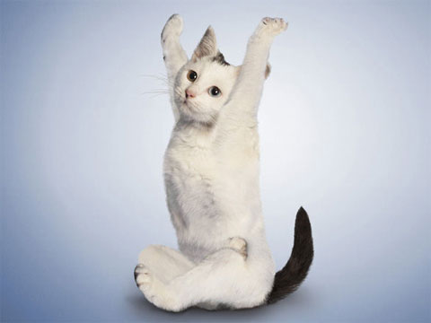 Beautiful photos: Cats do yoga