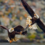 Beautiful photos: Eagles do not fight extremely poisonous fish
