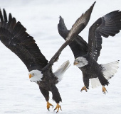 Beautiful photos: Eagles don't fight food