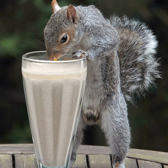 Beautiful photos: Gray squirrels drink vitamins with straws