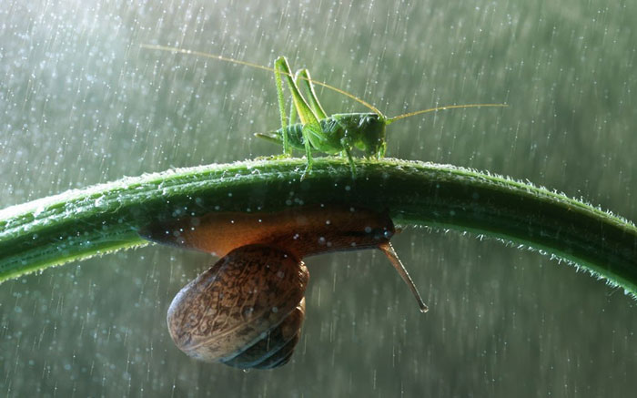 Beautiful photos: Insects in the rain garden