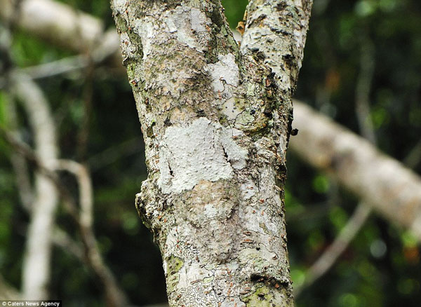 Beautiful photos: Masters disguised in the natural world (2)