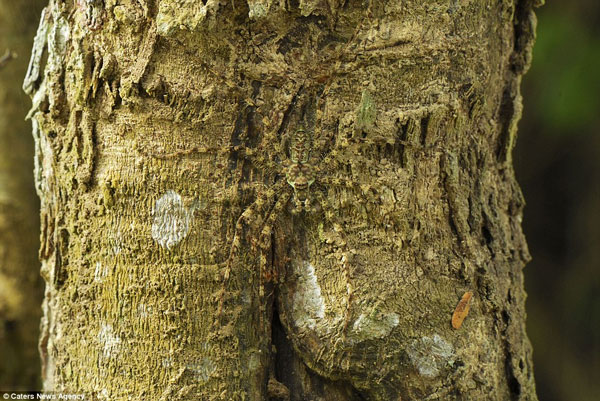 Beautiful photos: Masters who disguise in the natural world
