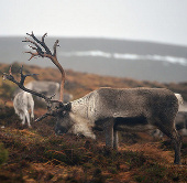 Beautiful photos of the week: The reindeer herds feed