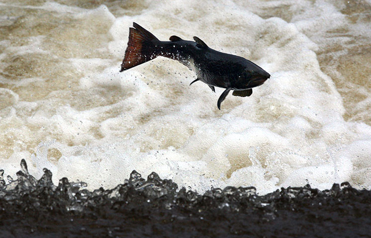 Beautiful photos: Salmon upstream lay eggs