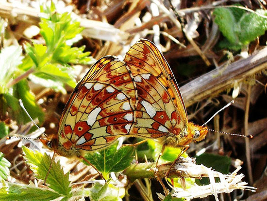 Beautiful photos: Show the romantic province of the black grouse