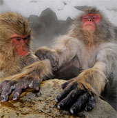 Beautiful photos: Snow monkeys soak in hot water