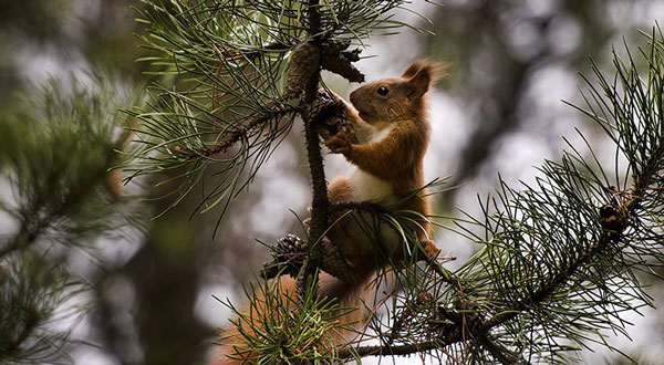 Beautiful photos: Squirrels looking for food on pine trees