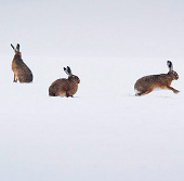 Beautiful photos: Wild rabbits play on snow fields