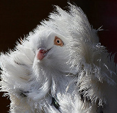 Beautiful picture: Lion pigeons' pose