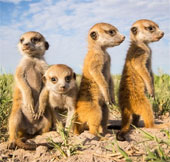 Beautiful pictures of Meerkat civets