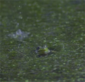 Beautiful slow-motion videos of bullfrogs after a rain