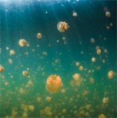 Beautiful sparkling jellyfish kingdom