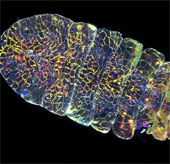 Beautiful 'transformation' creature like sapphire stone