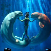 Beautiful white dolphins