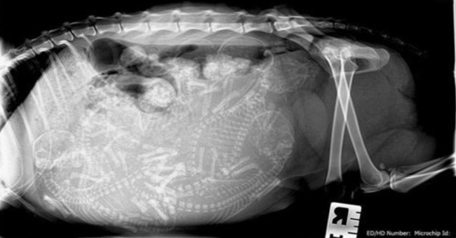 Beautiful X-ray images shudder about pregnant animals