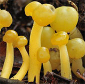 Beautiful yellow in the natural world