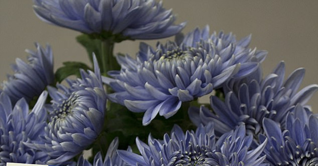 Beautifully beautiful the first green daisies in the world