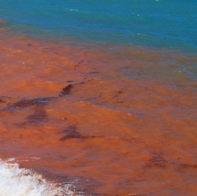 'Beauty killer' at the sea