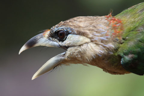 Beauty of birds in the South Central Highlands