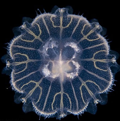 Beauty of jellyfish in the dark
