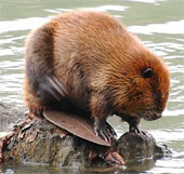 Beaver cause murder