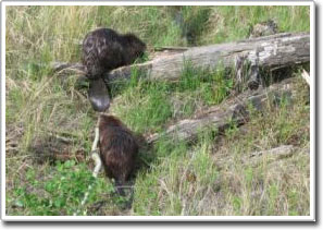 Beavers can help reduce the effects of drought