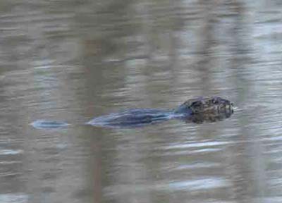 Beavers 'repatriated' after 200 years