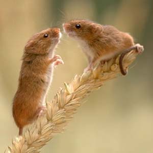 Because of me, I have to be amorous