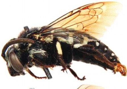 Bee cuckoo
