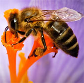 Bee venom can block HIV virus