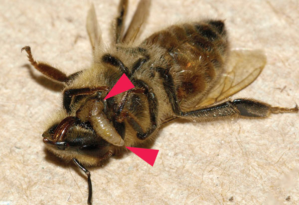 Bee zombies appeared in America