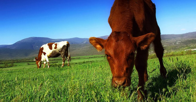 Beef eat grass better for you?