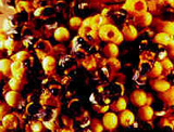 Bees alternate air conditioning in the nest