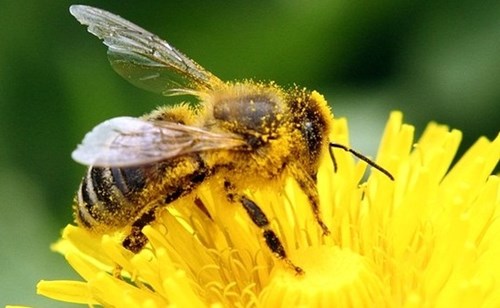 Bees and cockroaches can detect drugs